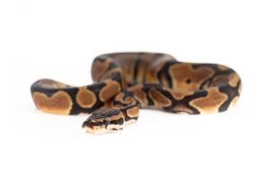 Python regius, mahogany